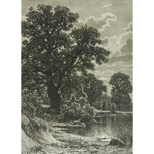 Офорт И.И.Шишкина «Дуб» 1886